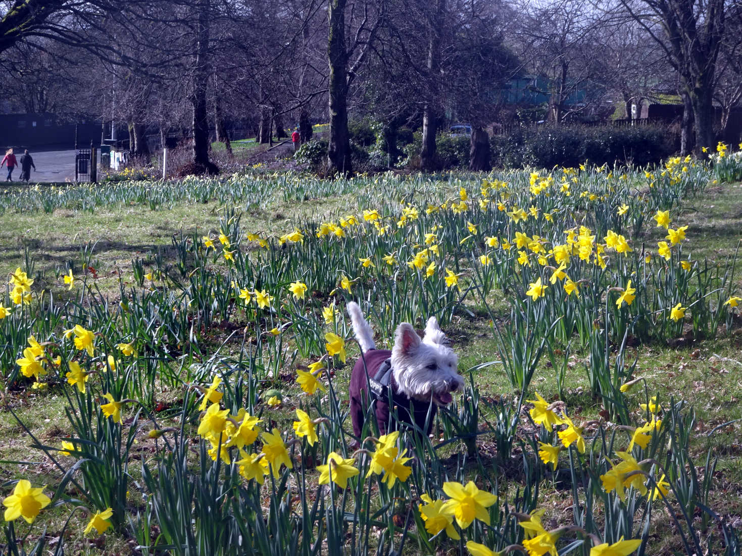 poppy the westie in home park in spring