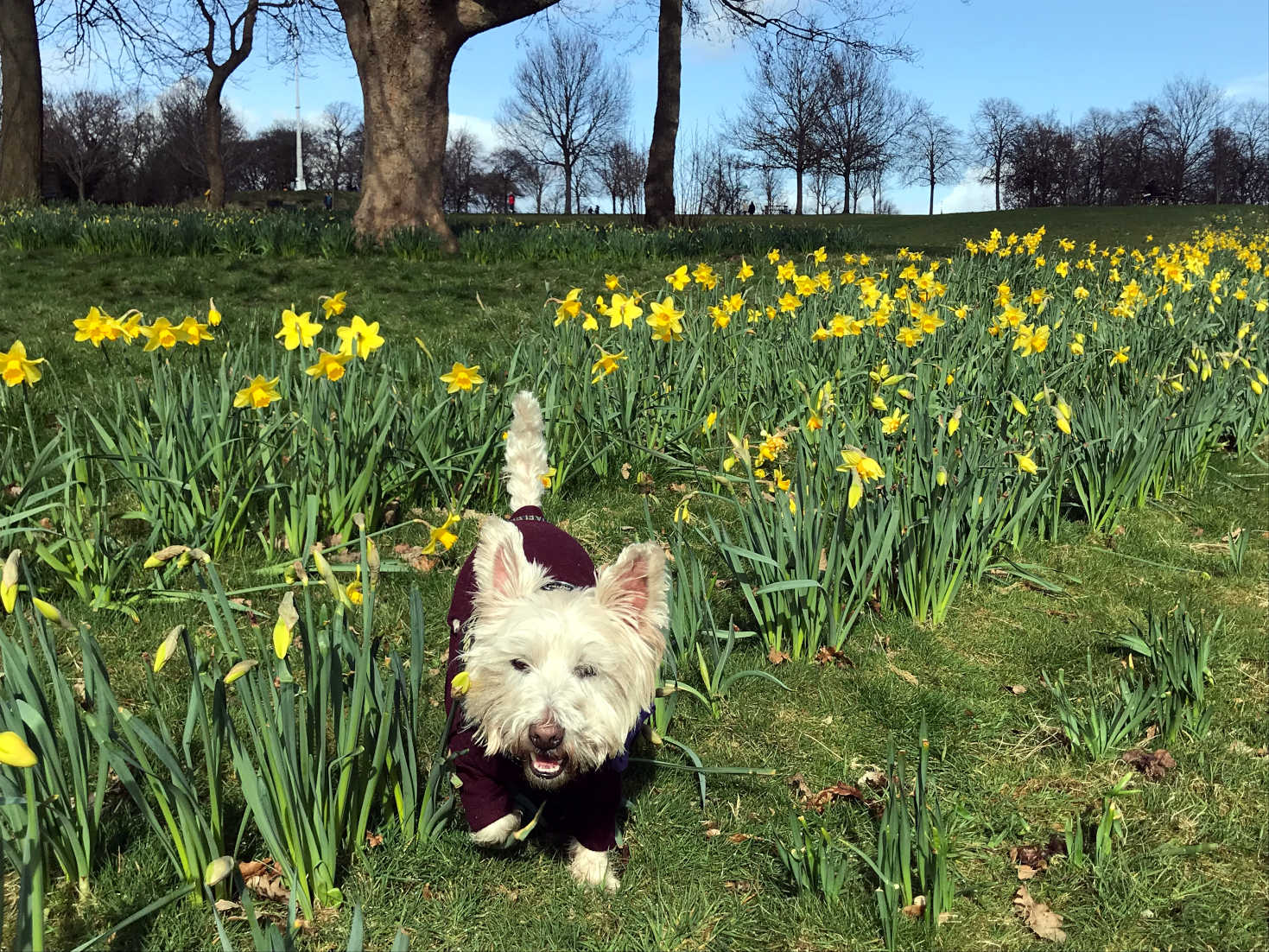 poppy the westie is loving spring