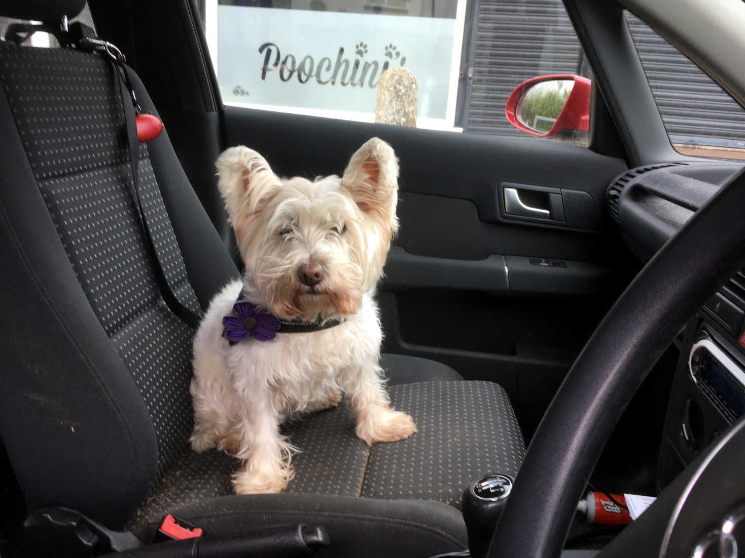 poppy the westie outside poochinis