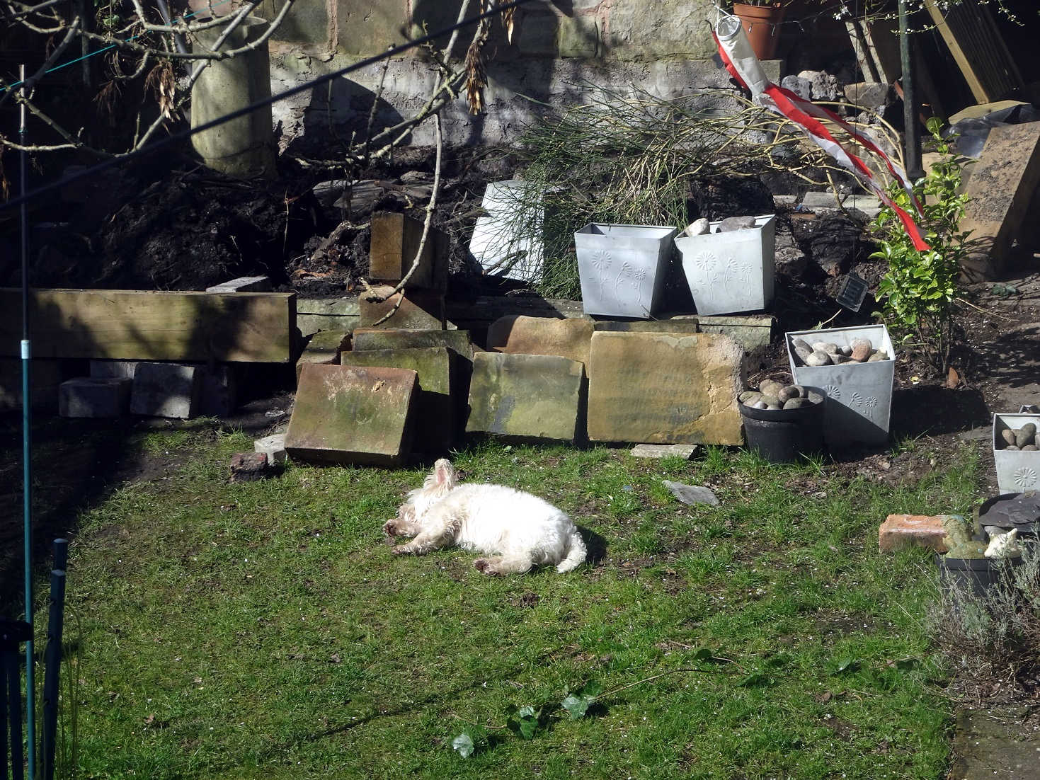 poppy the westie snoozing after work