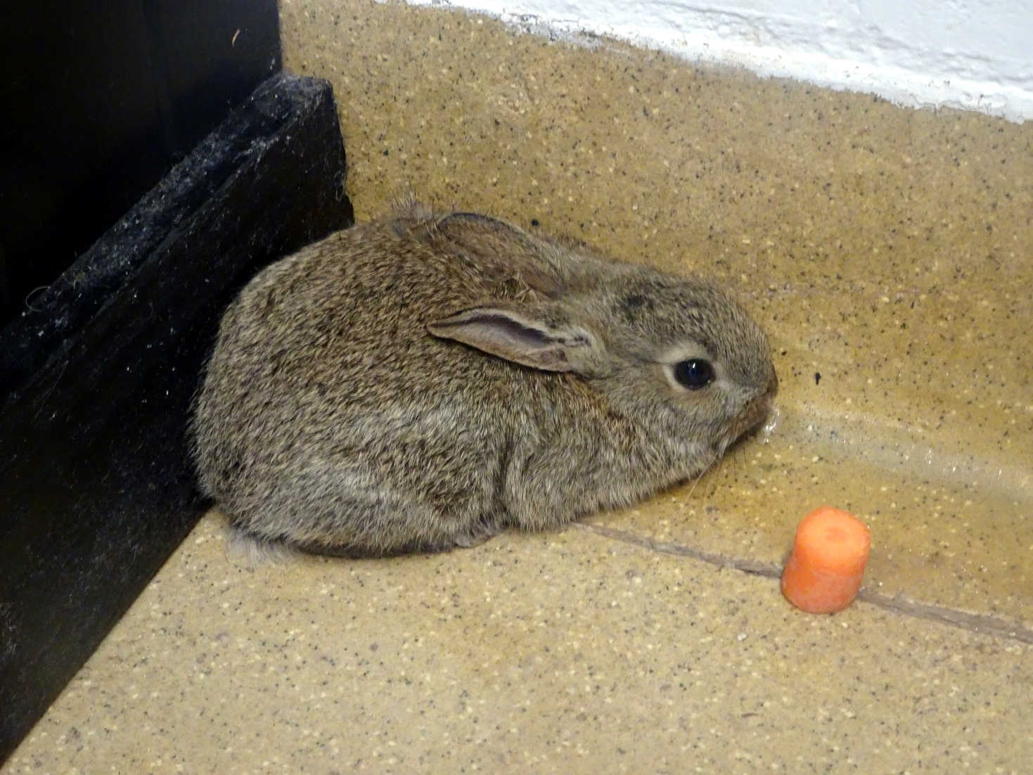 bunny in the pot wash