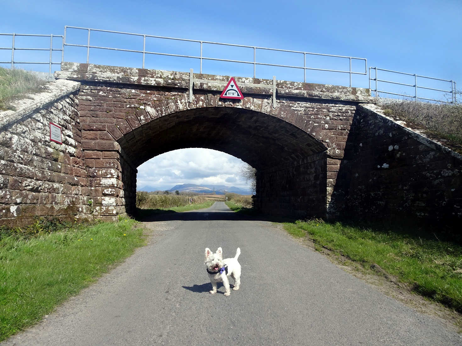 poppy the westie at Hall Carleton