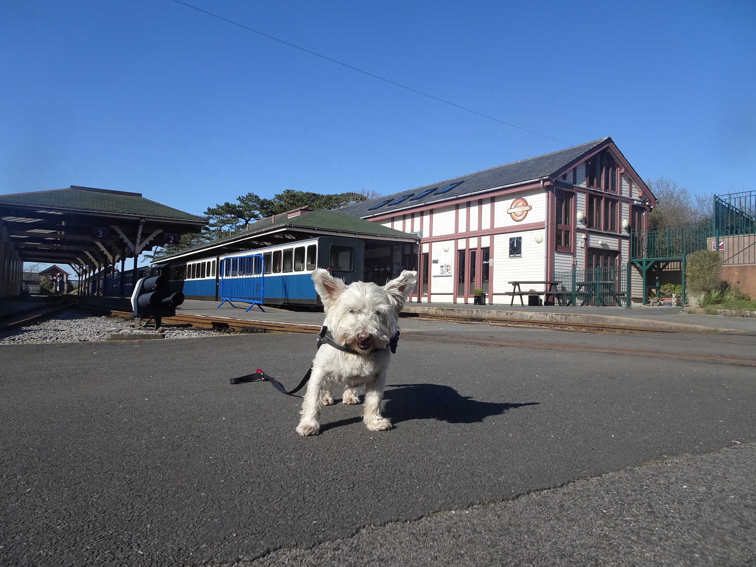 poppy the westie at ravenglass wee station