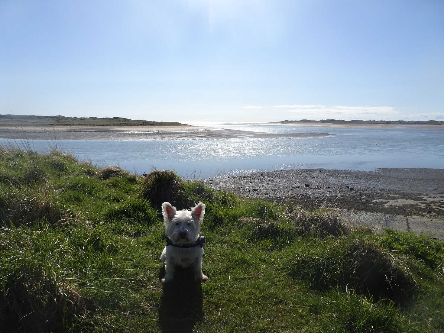 poppy the westie at ravensglass shoreline