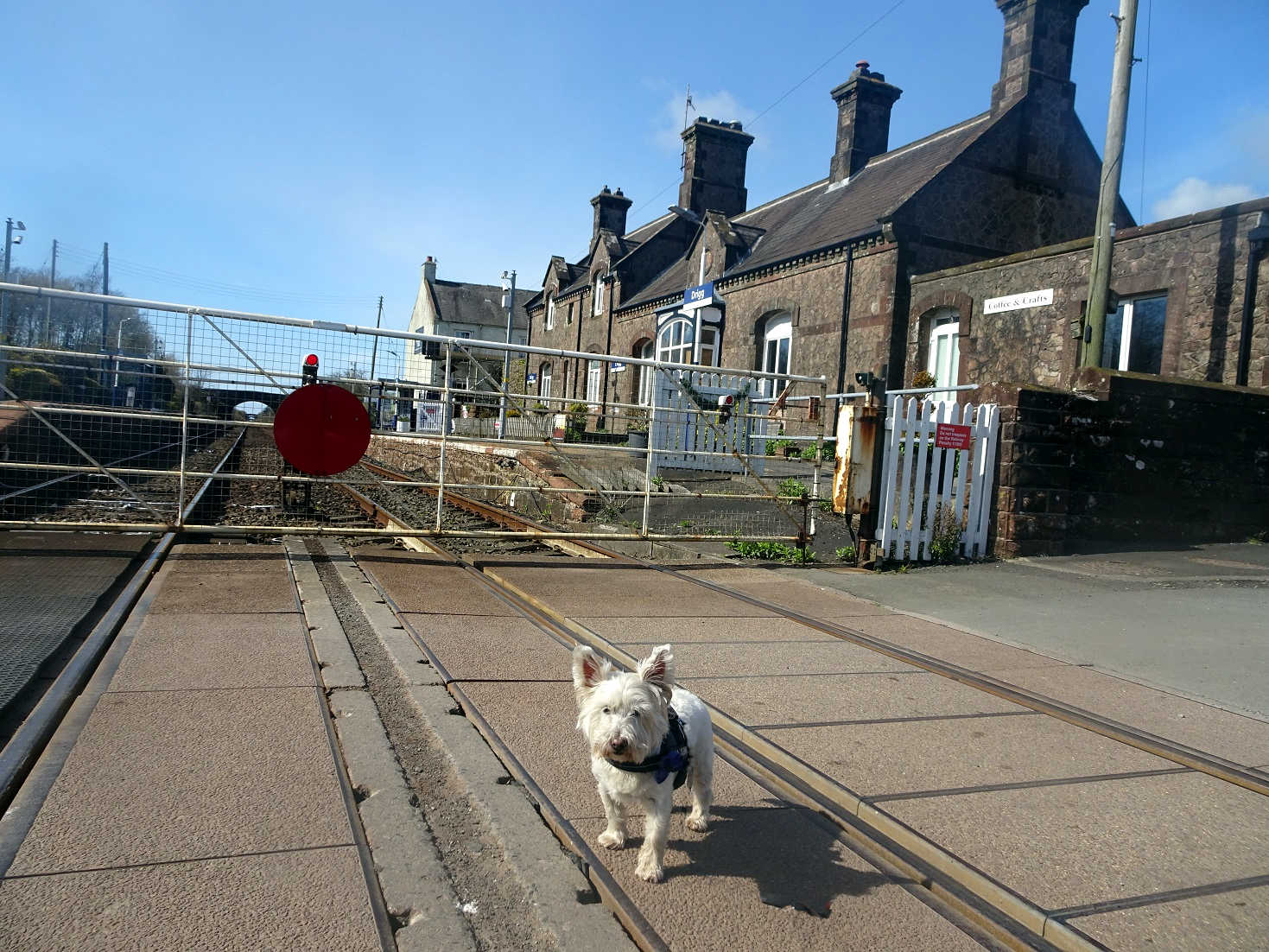 poppy the westie at the Drigg Crossing