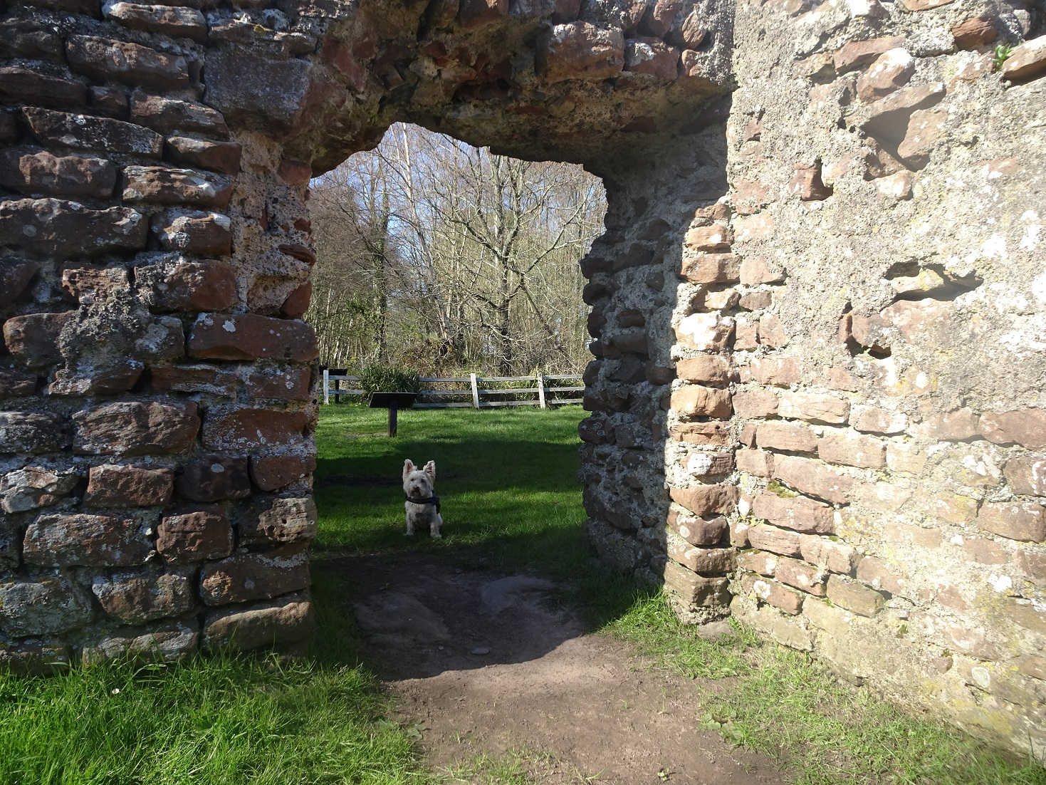 poppy the westie at the roman baths ravensglass