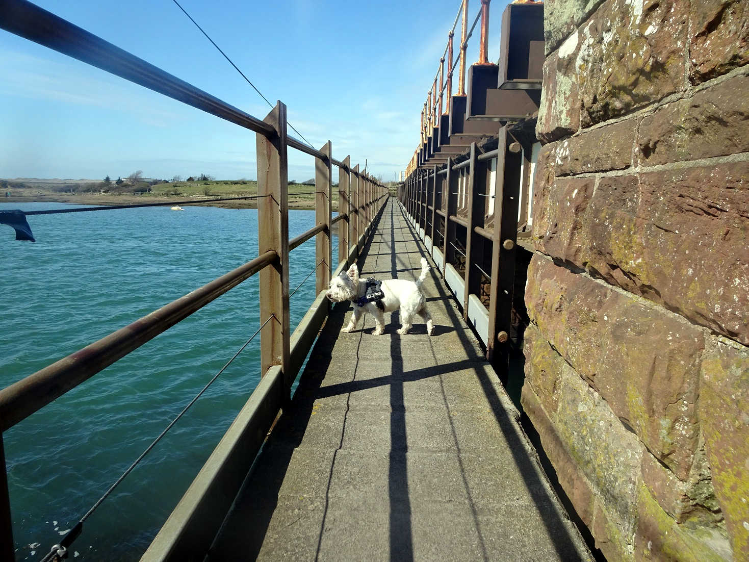 poppy the westie crossing the river Mite at ravensglass