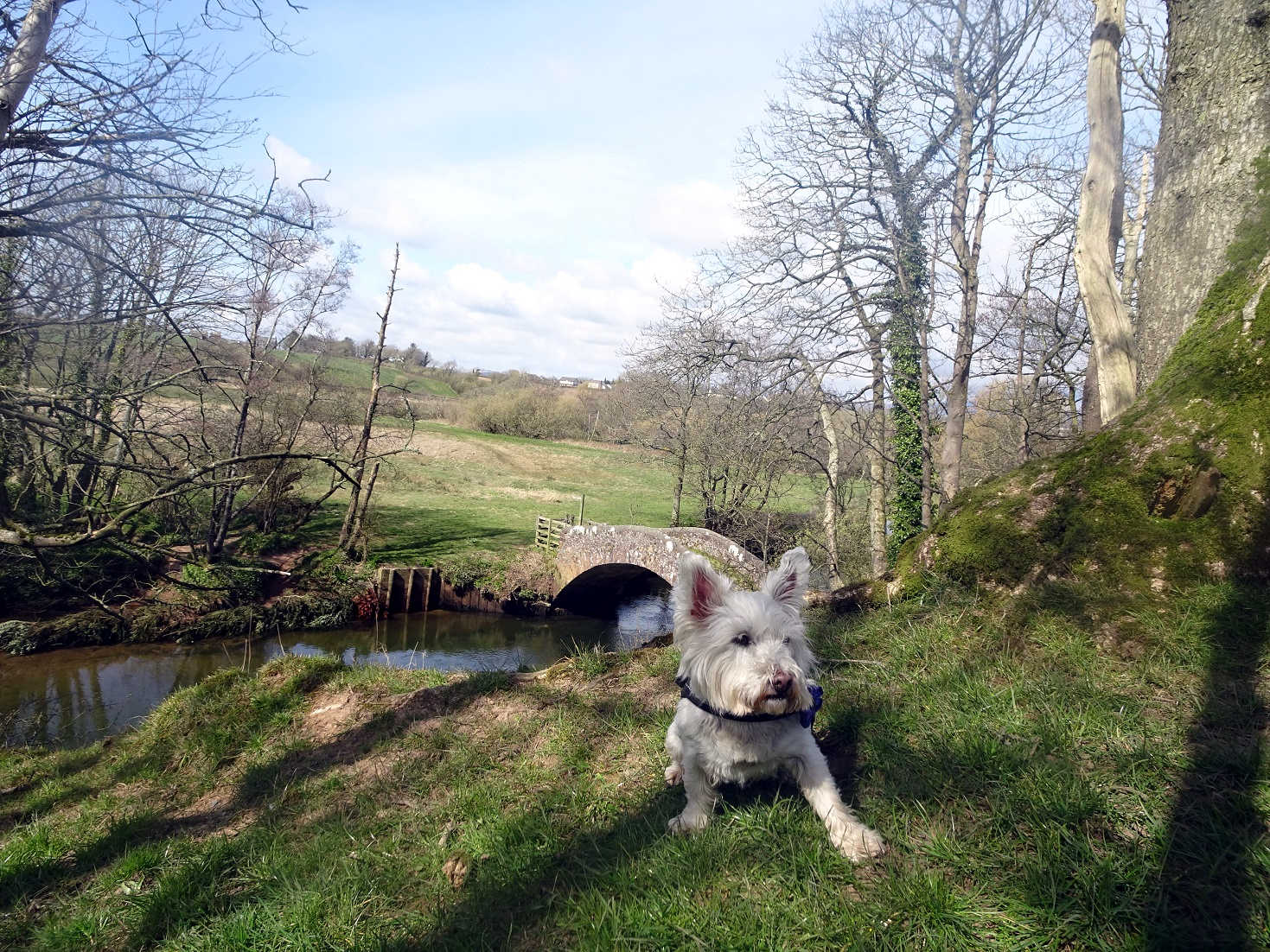 poppy the westie discovers Pack Horse Bridge