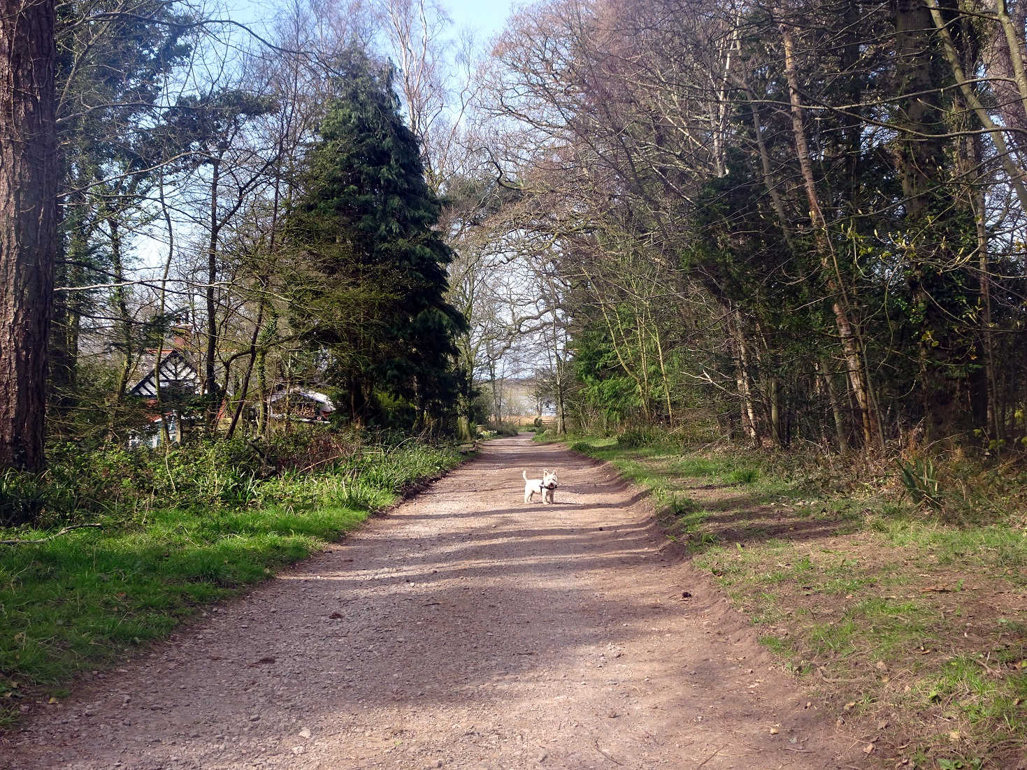 poppy the westie leads the way to ravensglass