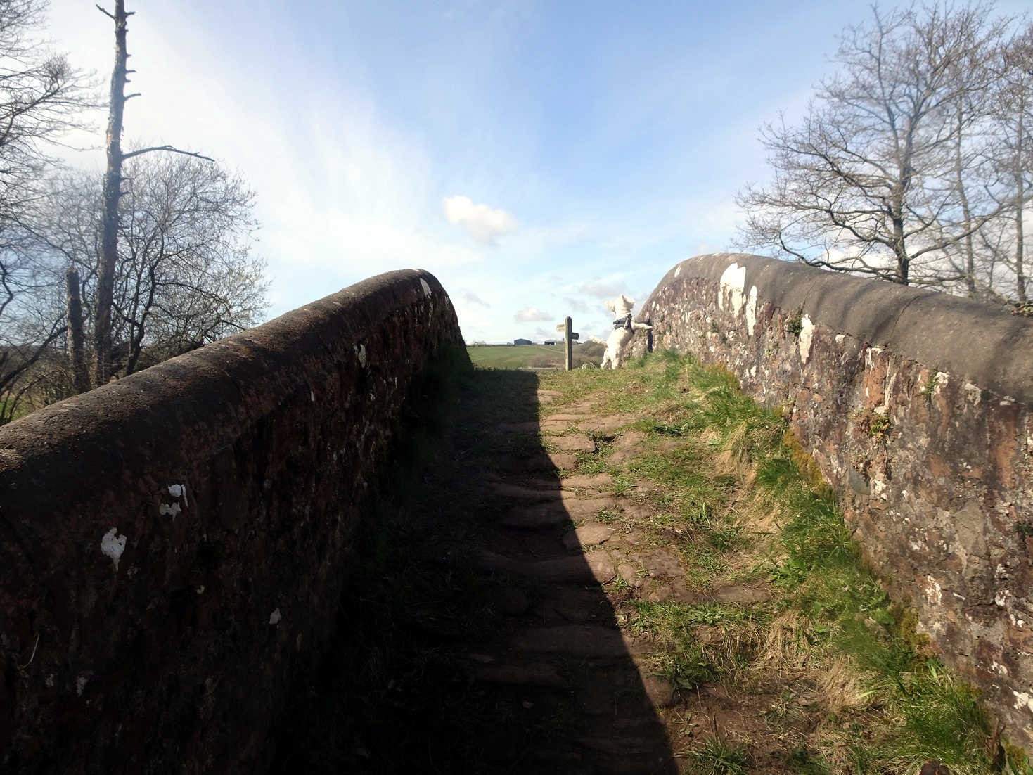 poppy the westie on Pack Horse Bridge