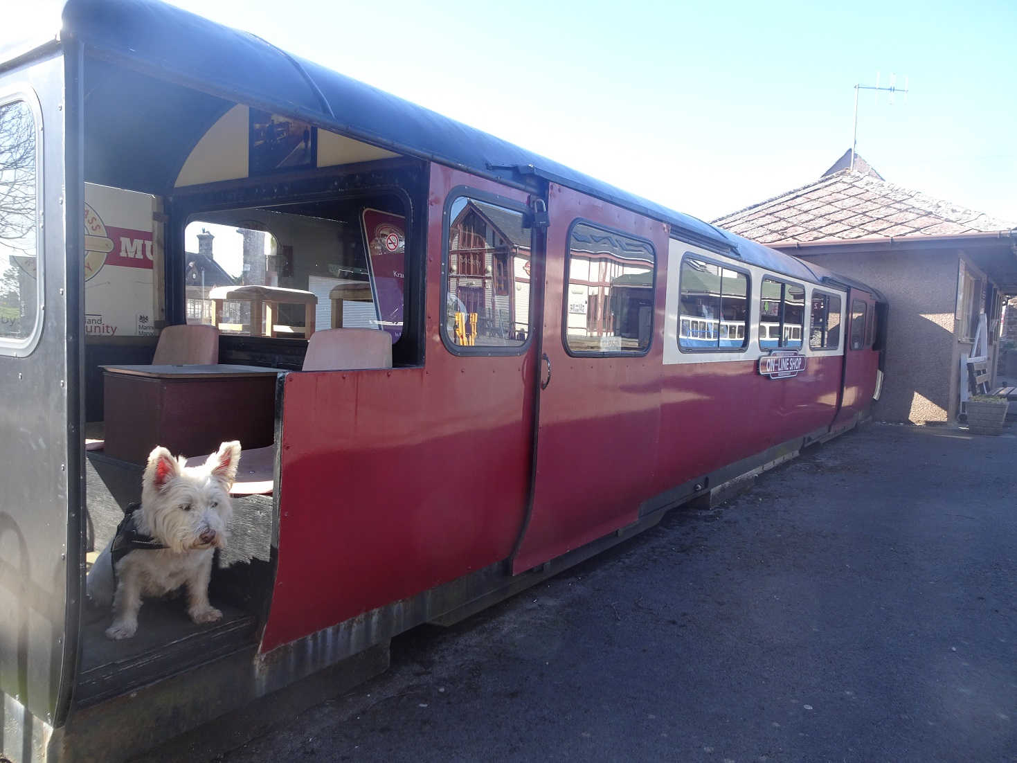 poppy the westie on a wee train ravensglass