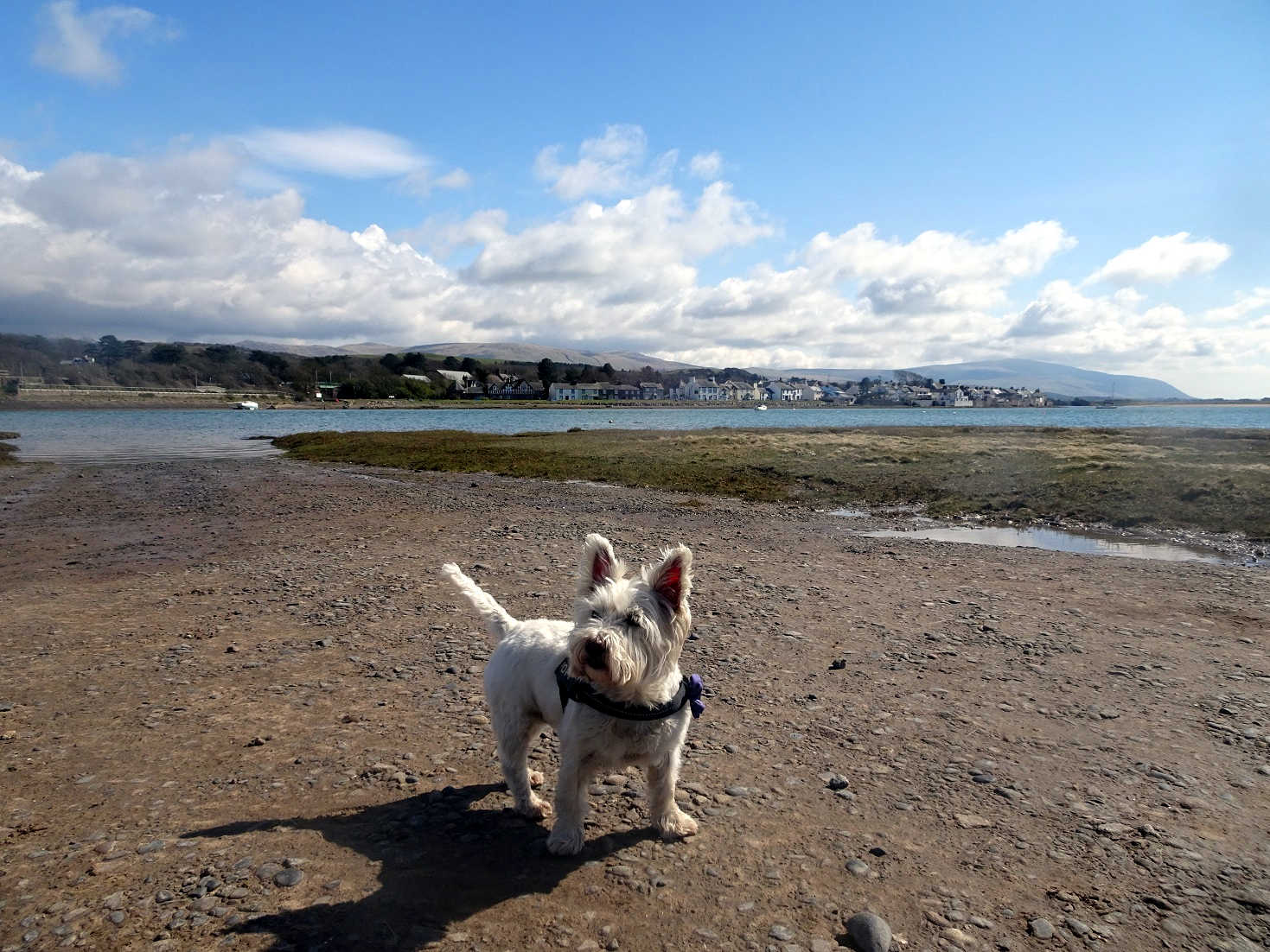 poppy the westie on other north bank at ravensglass