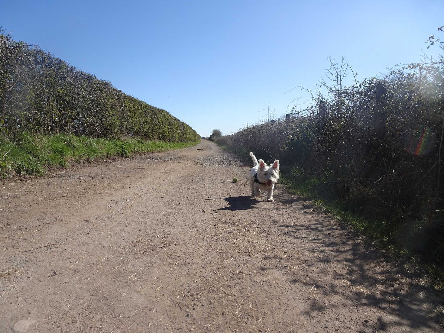 poppy the westie on private road ravensglass