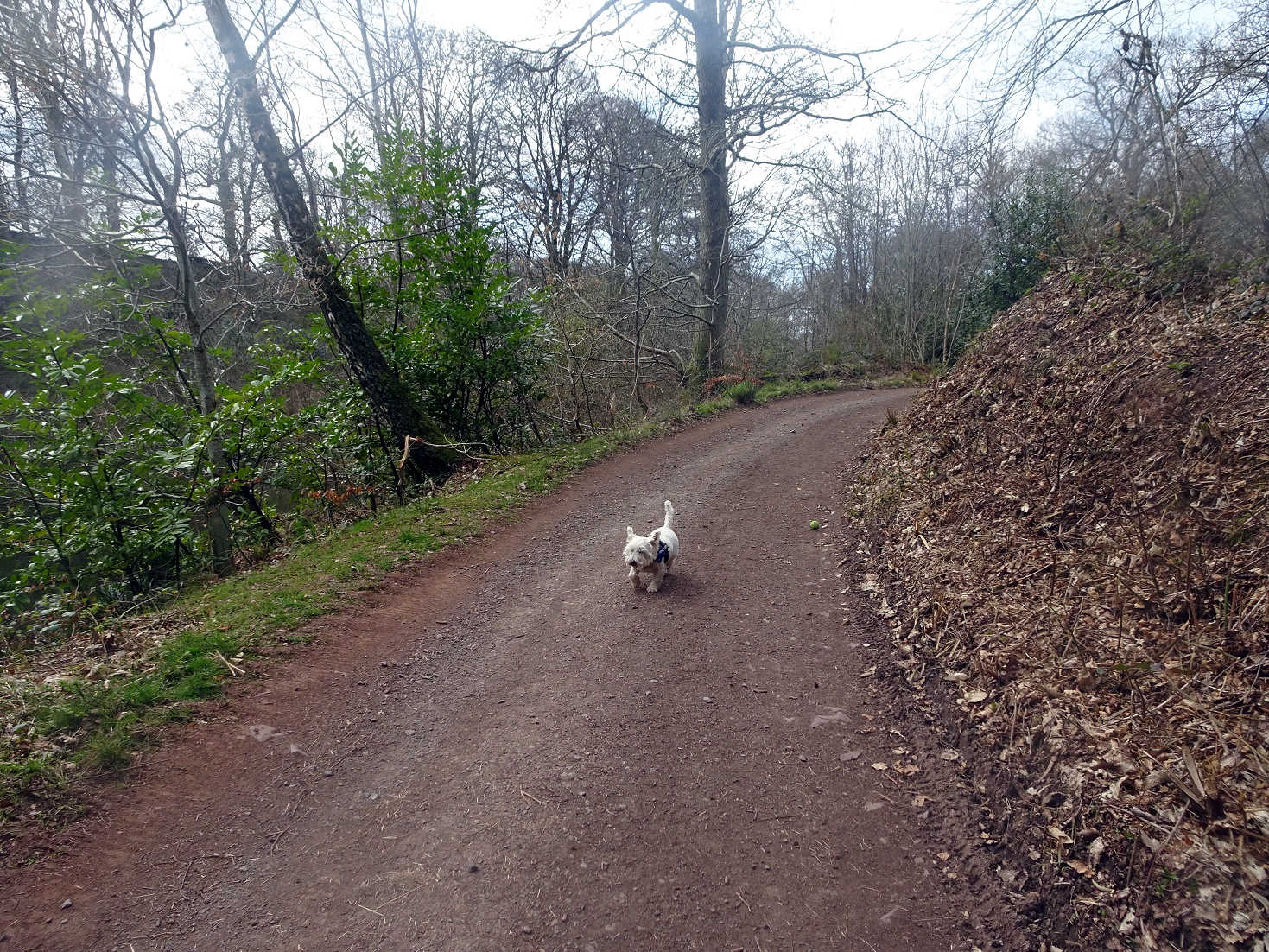 poppy the westie on road to Muncaster