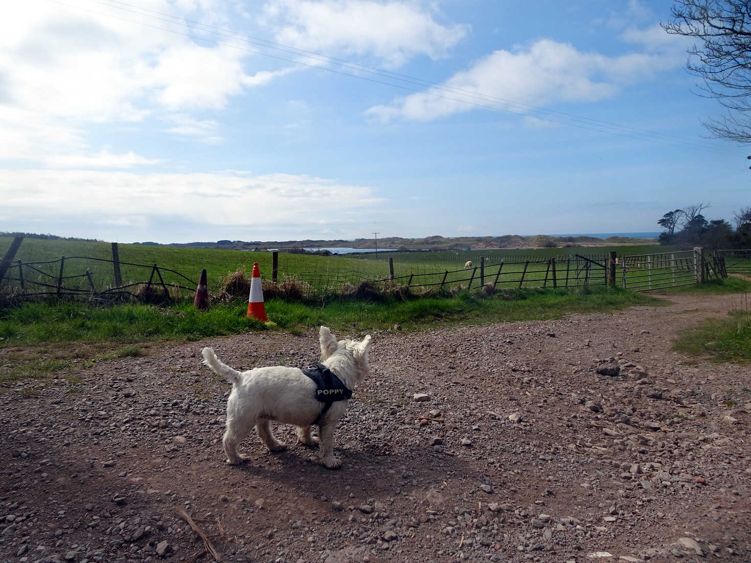 poppy the westie outside Ravensglass