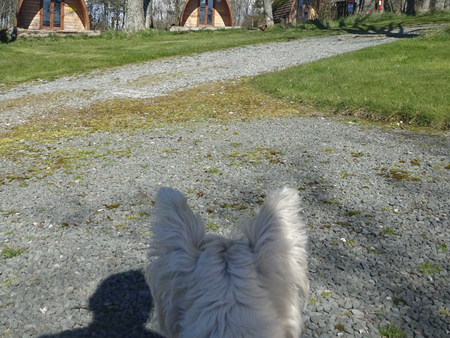 poppy the westie spots a phesant ravensglass