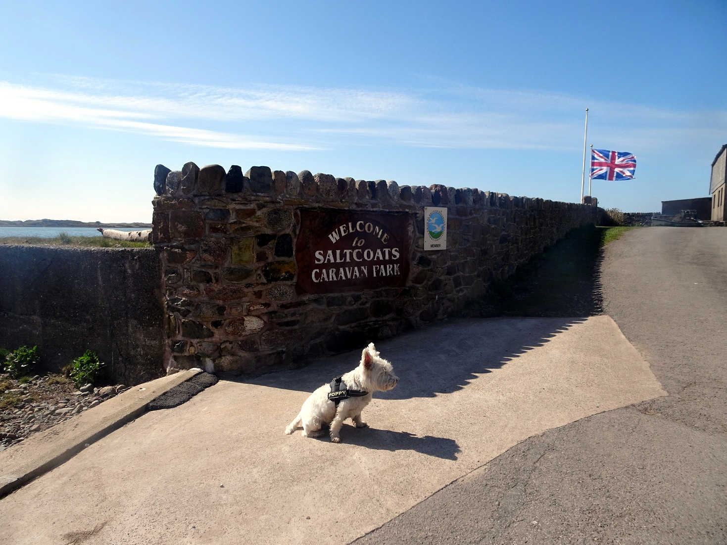 poppy the westie this is not saltcoats