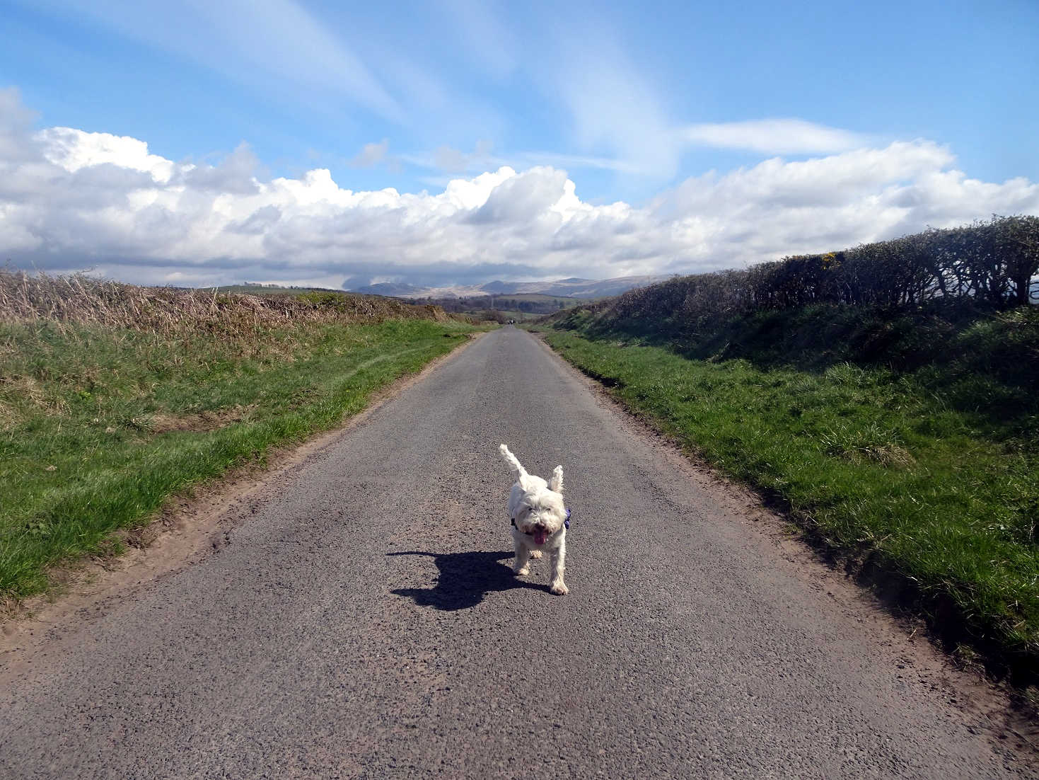 poppy the westie where the fells meet the sea