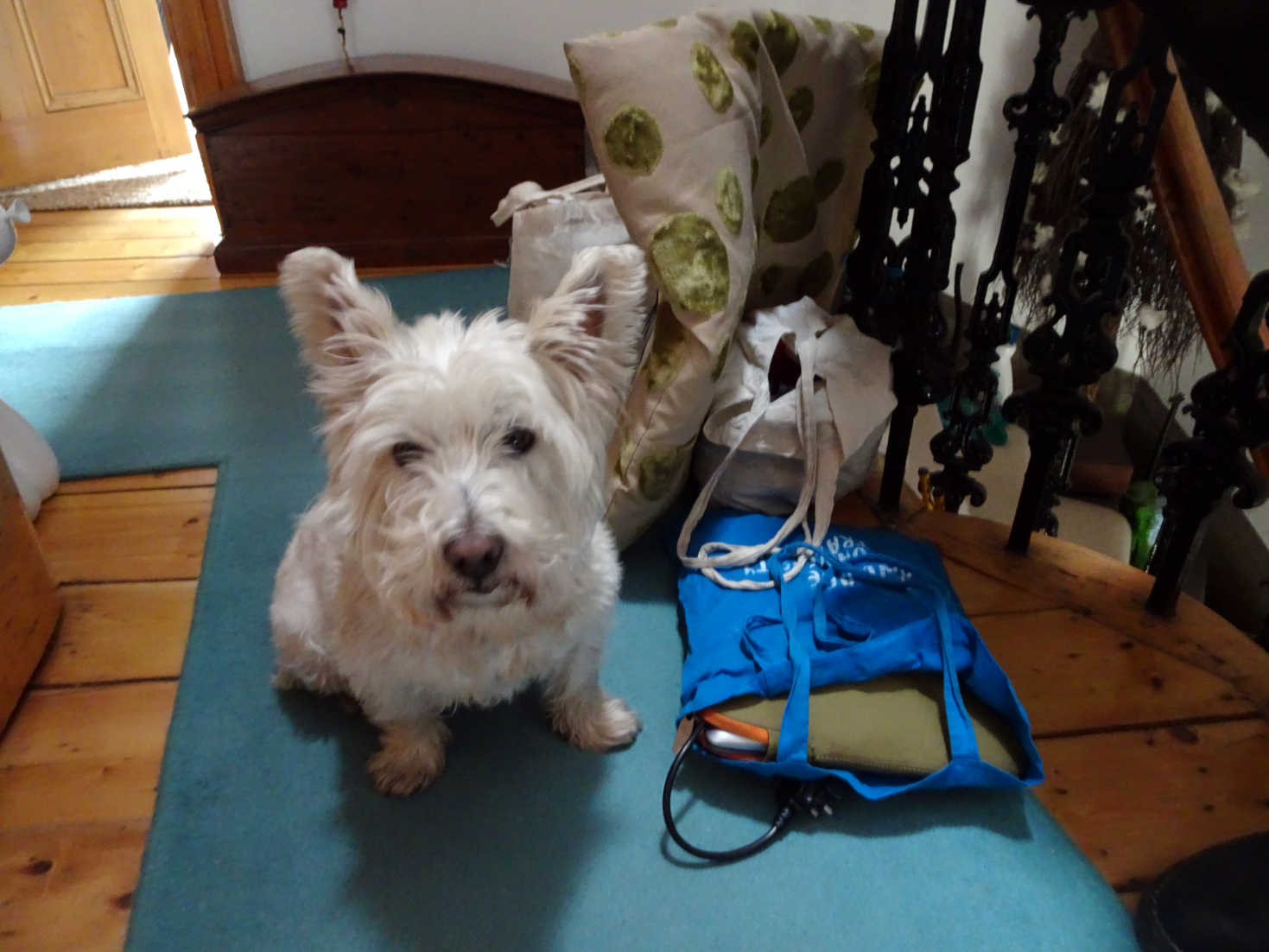 Poppy the westie is suspicious