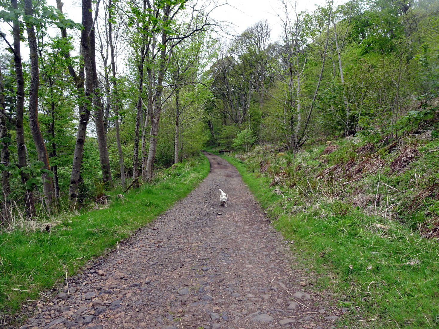 Poppy the westie on upper estate road Kelburn