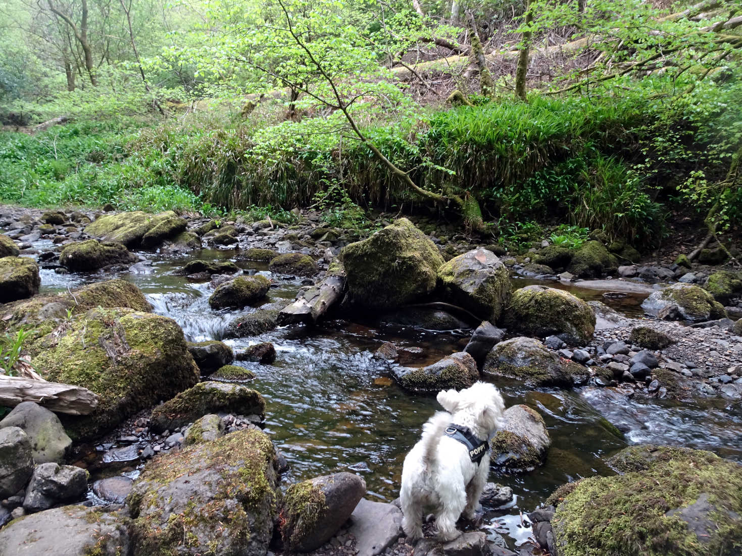 poppy socks looking for a drink from the Kel burn