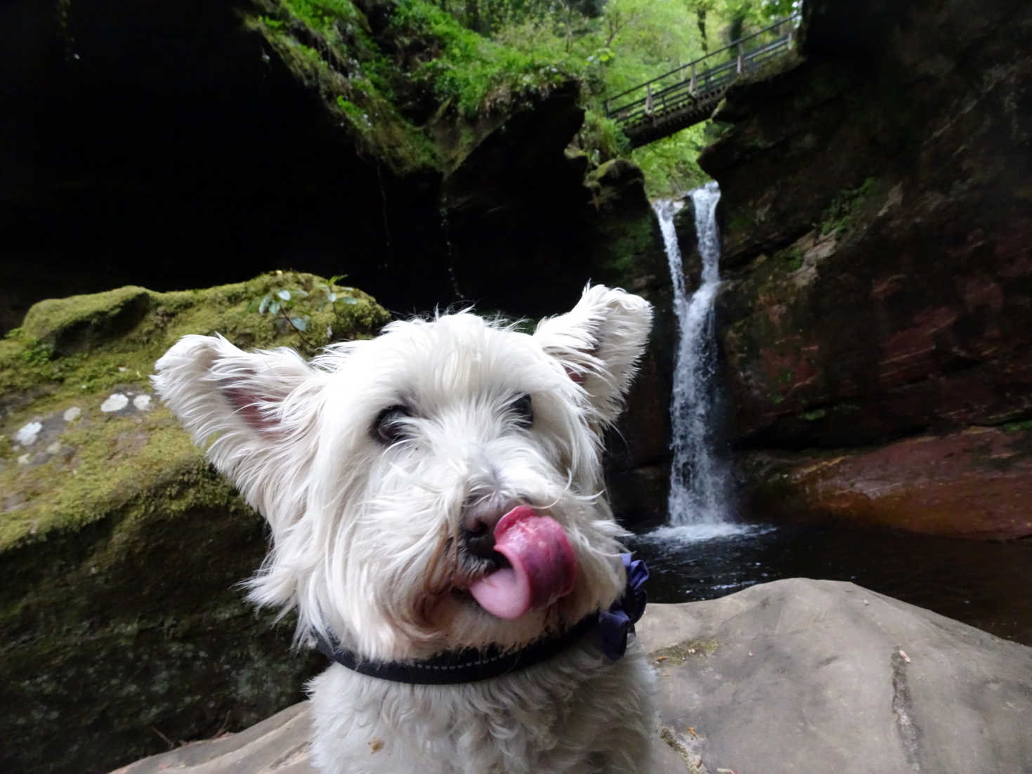 poppy the westie after a nice drink