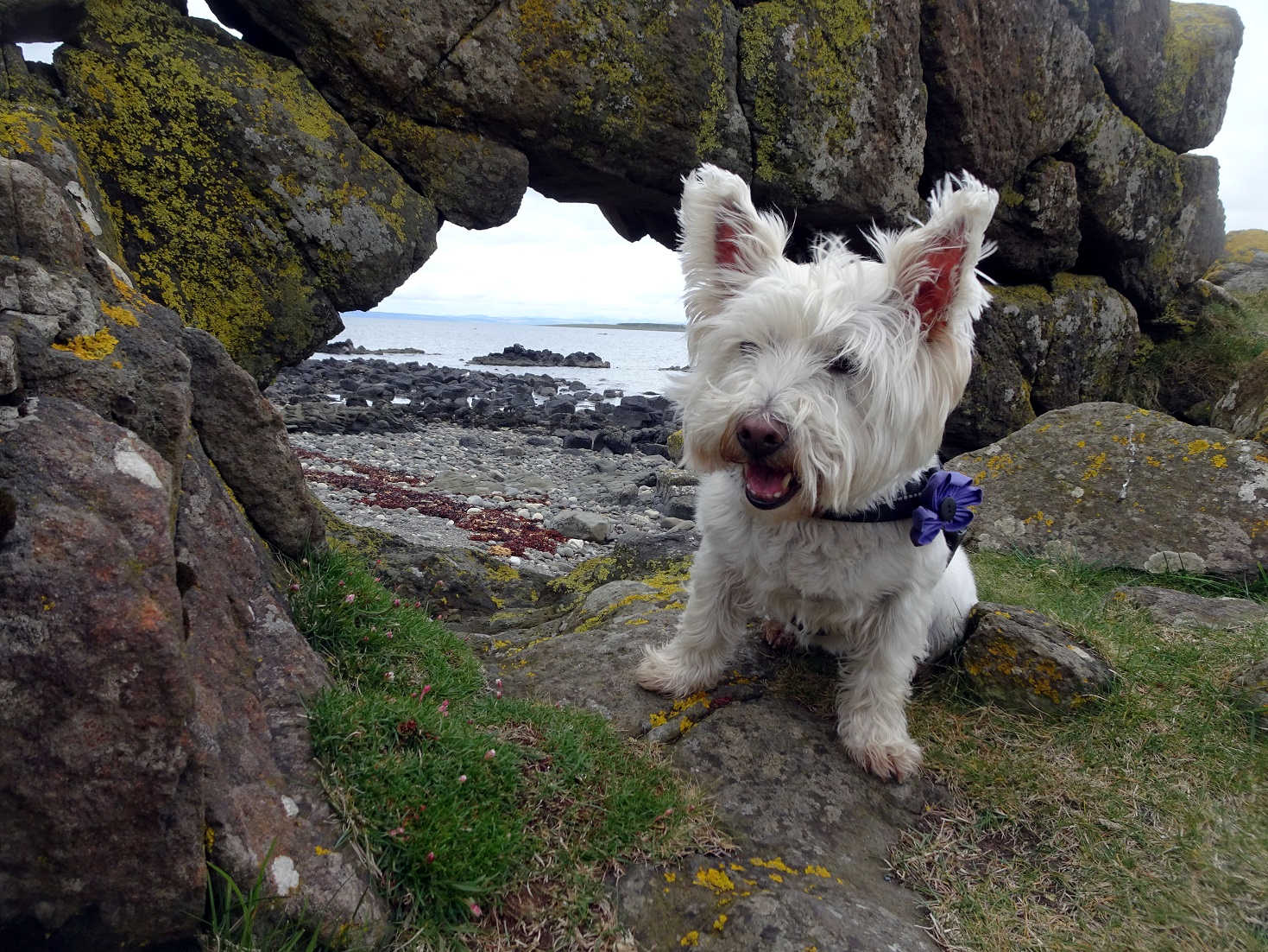 poppy the westie at Kildonan Beach on the seal hunt