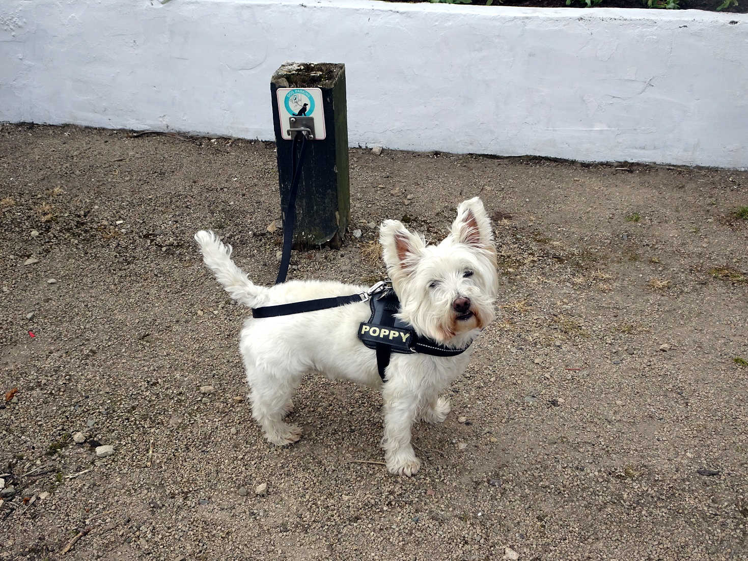 poppy the westie at the dog parking Kildonan