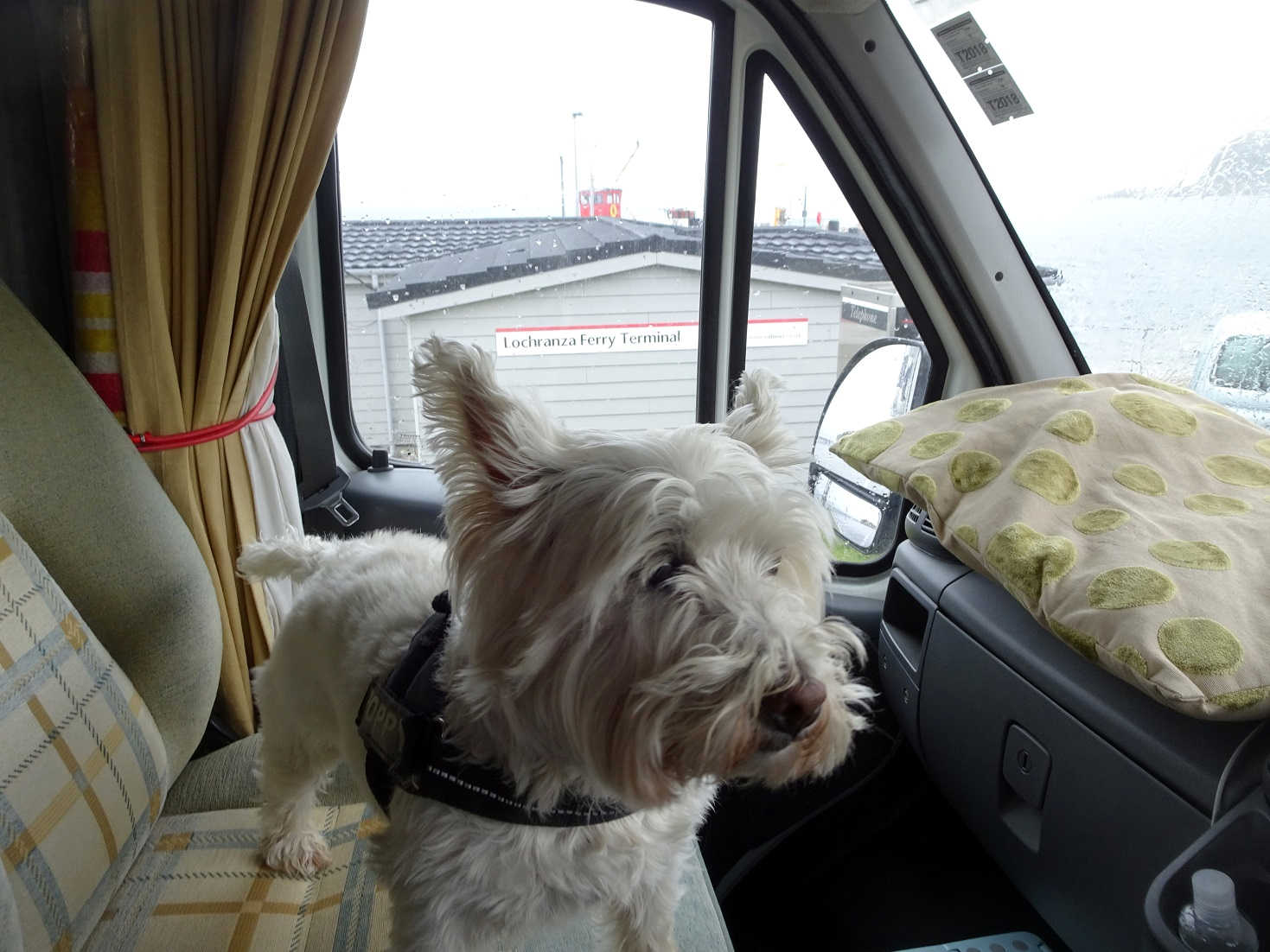 poppy the westie back at the Lochranza ferry terminal