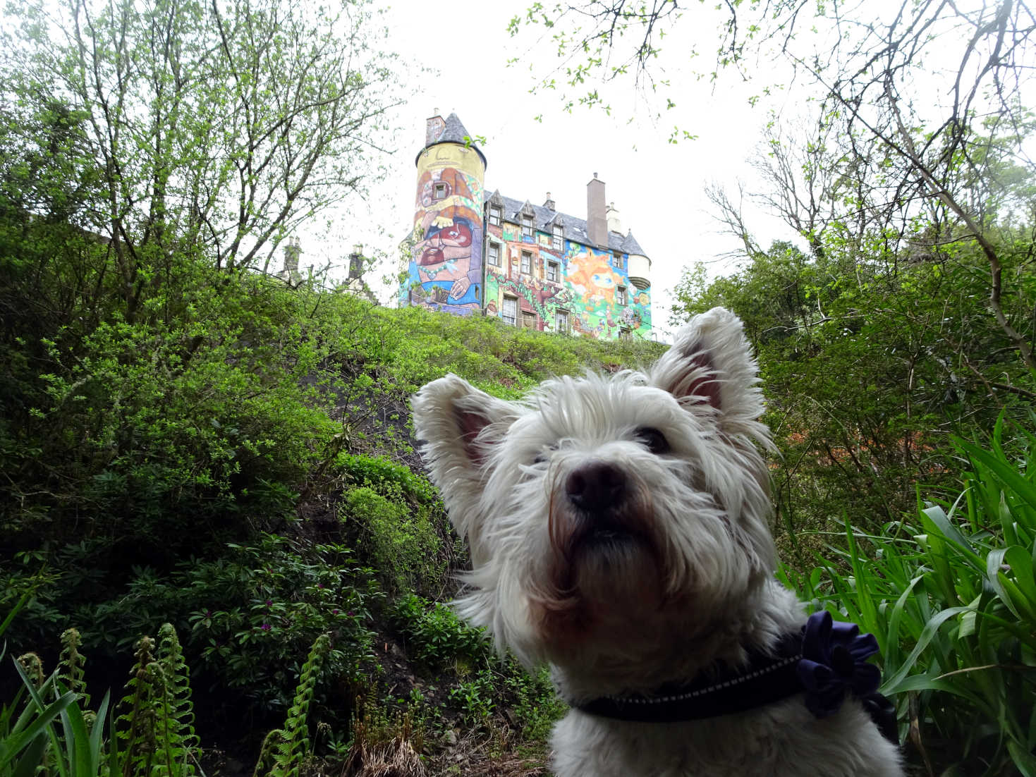 poppy the westie below Kelburn Castle