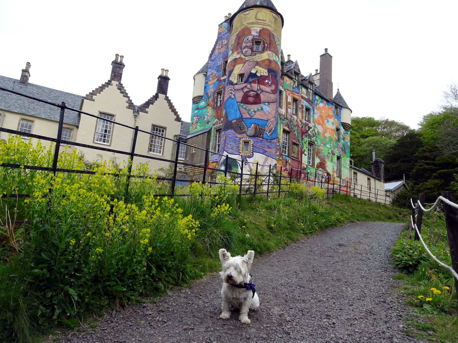 poppy the westie beside Kelburn Castle