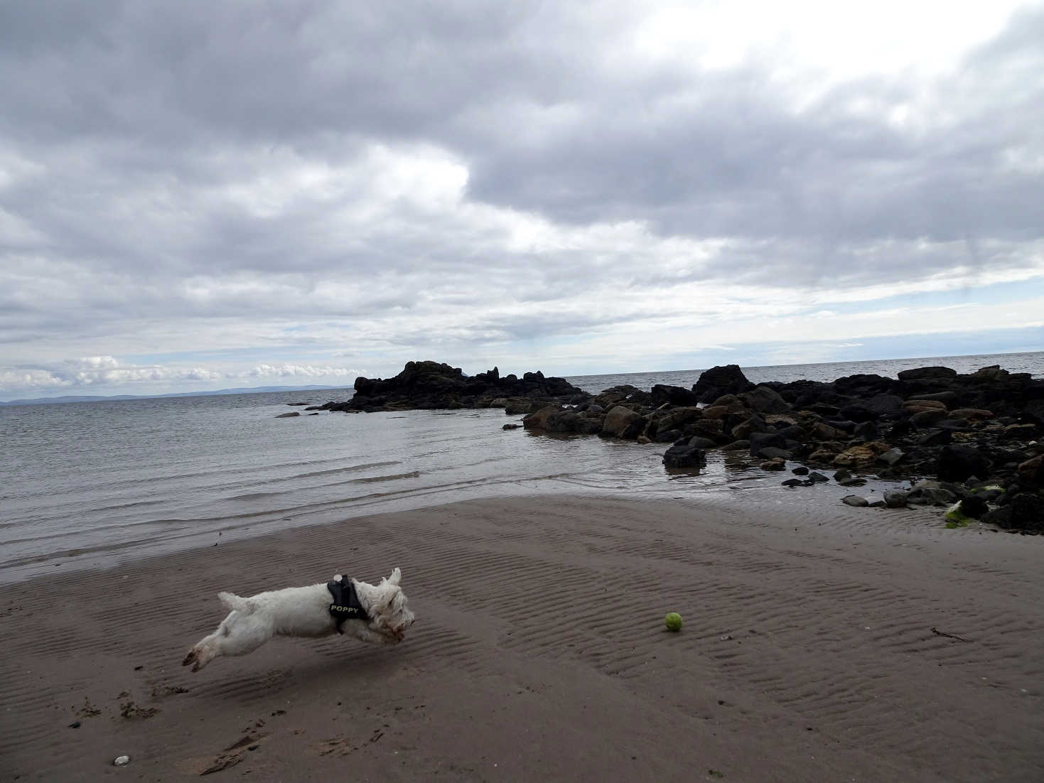 poppy the westie closes in on ball