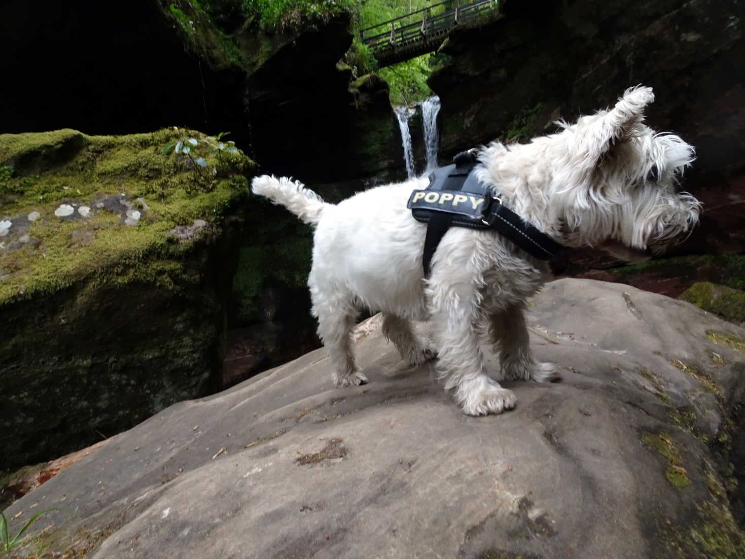 poppy the westie explores kelburn glen