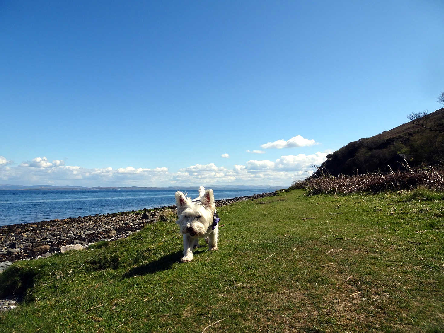 poppy the westie fairy dell bay Arran