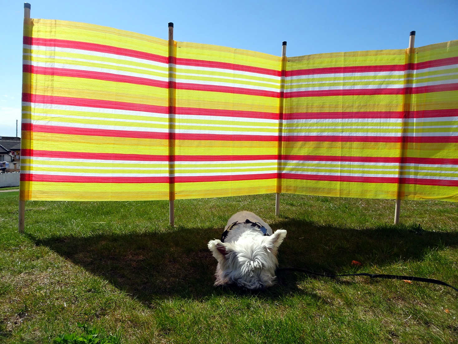 poppy the westie finds some shade at seal shore campsite