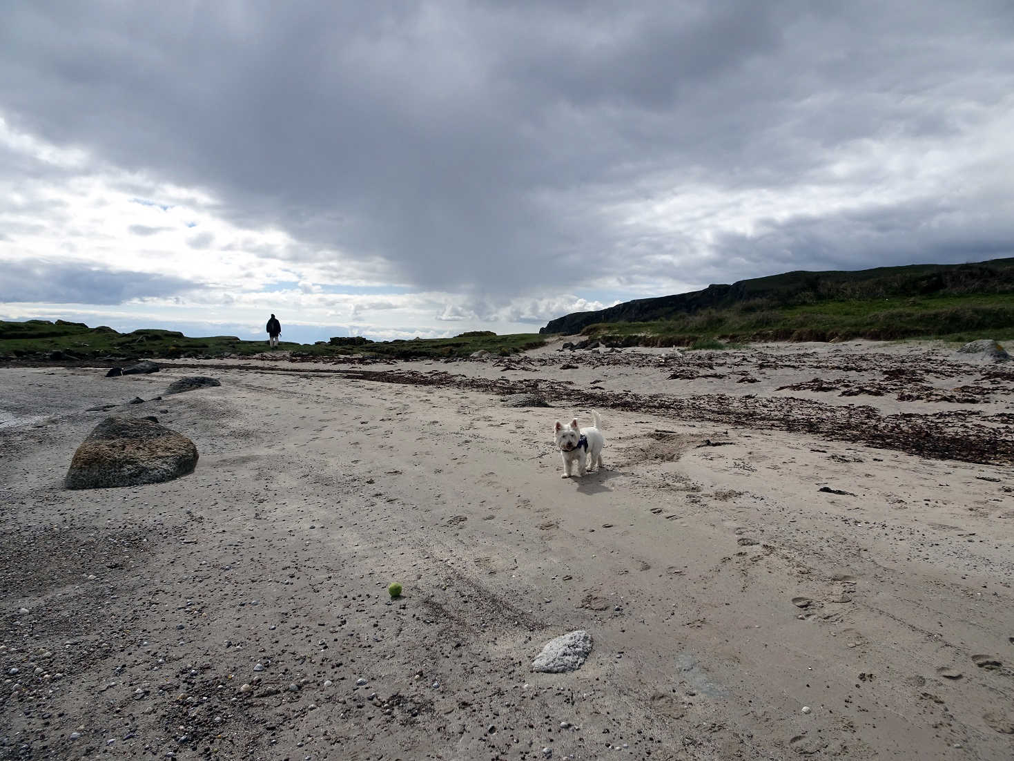 poppy the westie going to hunt the seals