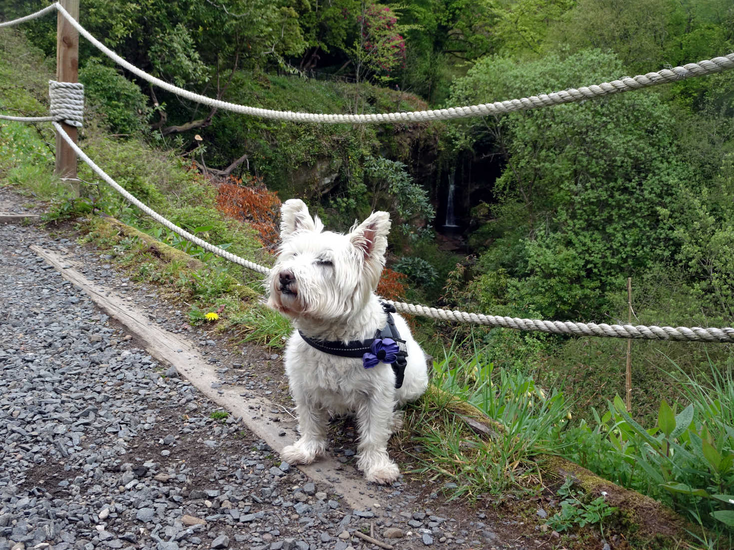 poppy the westie going up to Keburn Castle