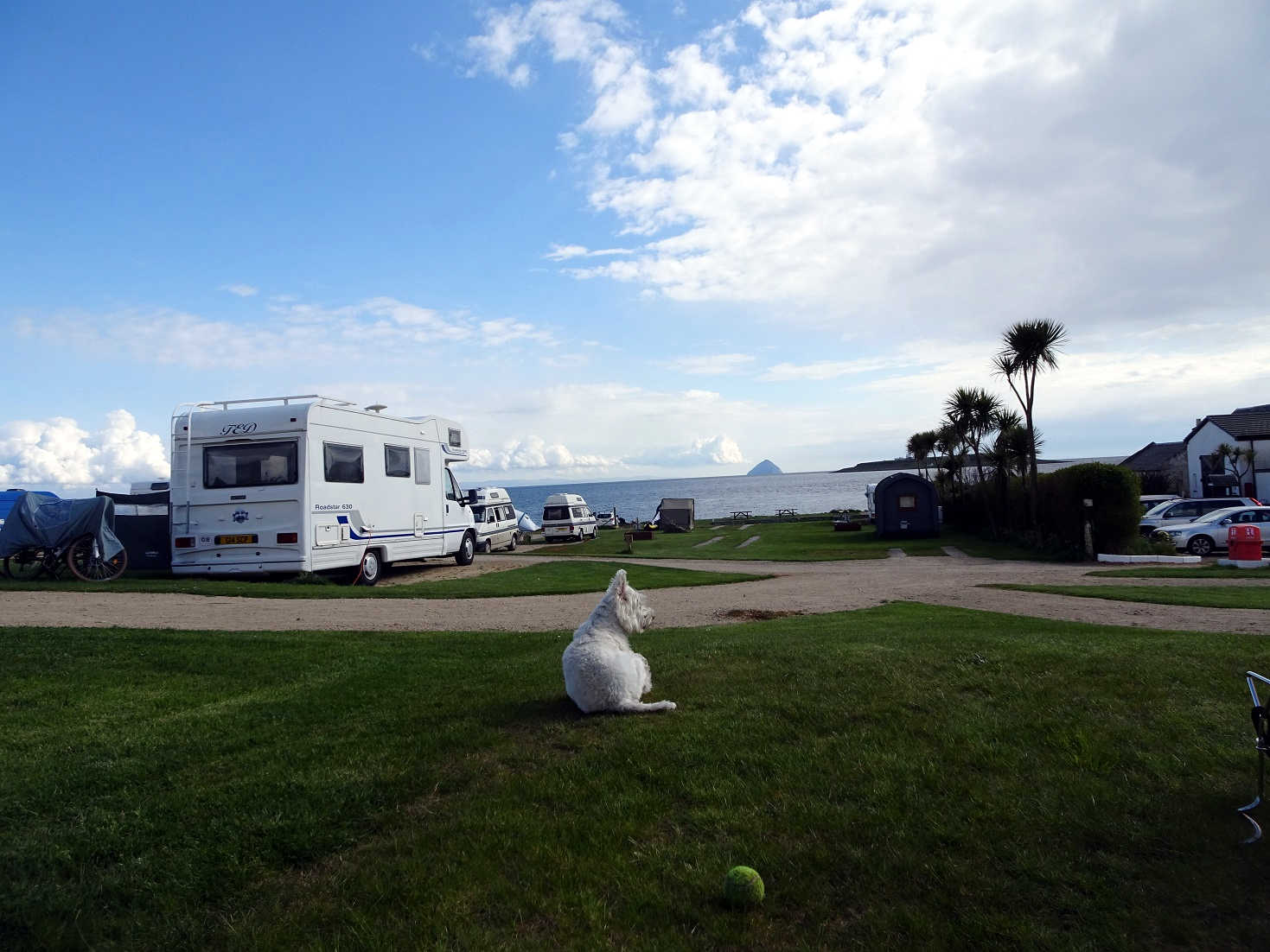 poppy the westie guarding the camp