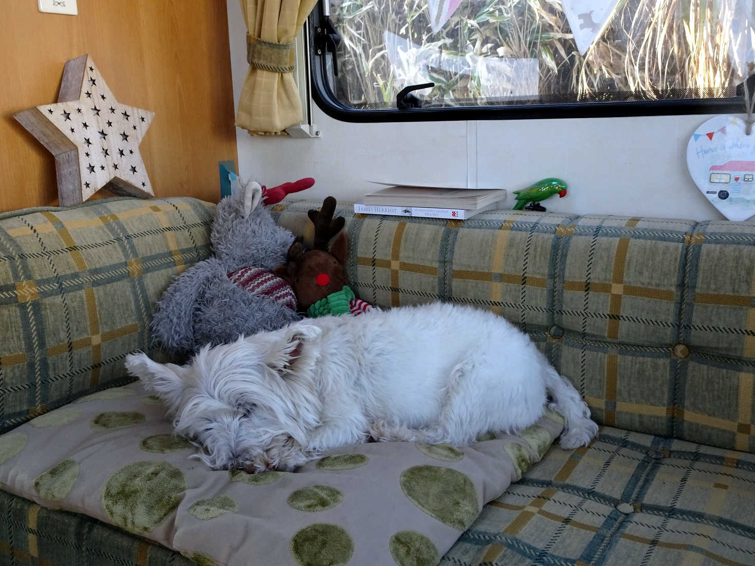 poppy the westie has a snooze after a busy days travelling