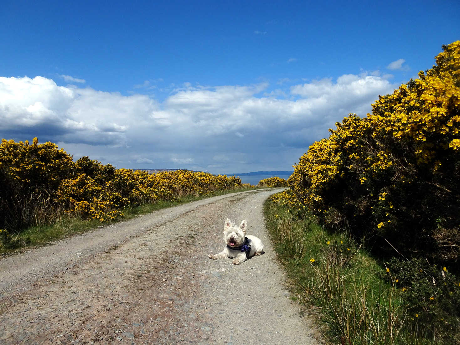 poppy the westie having a rest in arran