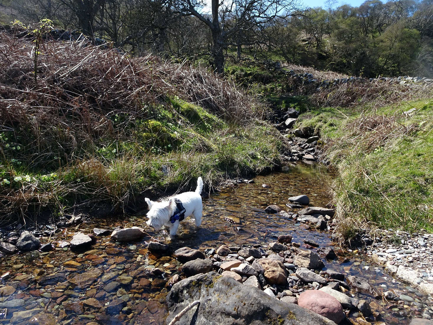 poppy the westie having drink in Arran