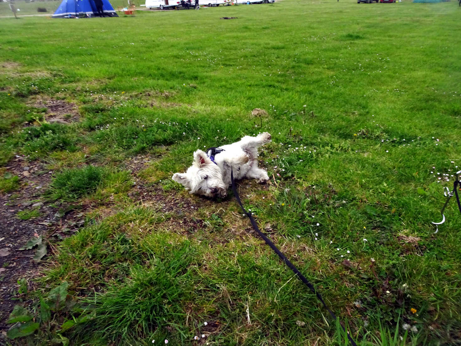 poppy the westie having fun at Kelburn campsite