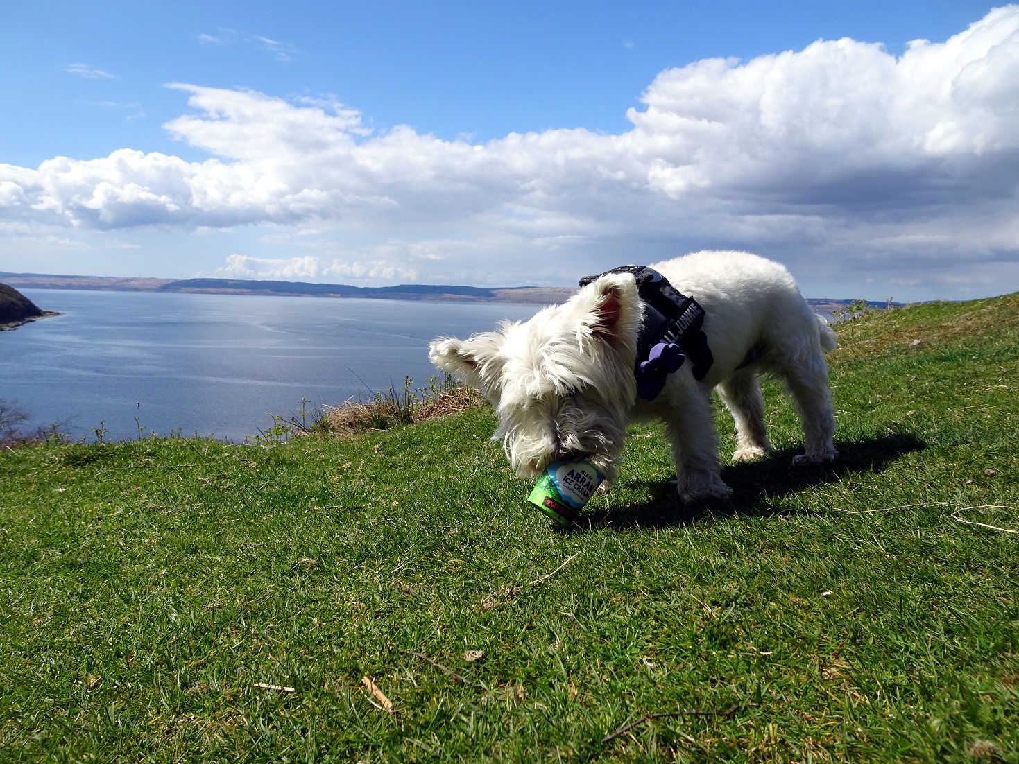 poppy the westie having some arran ice cream