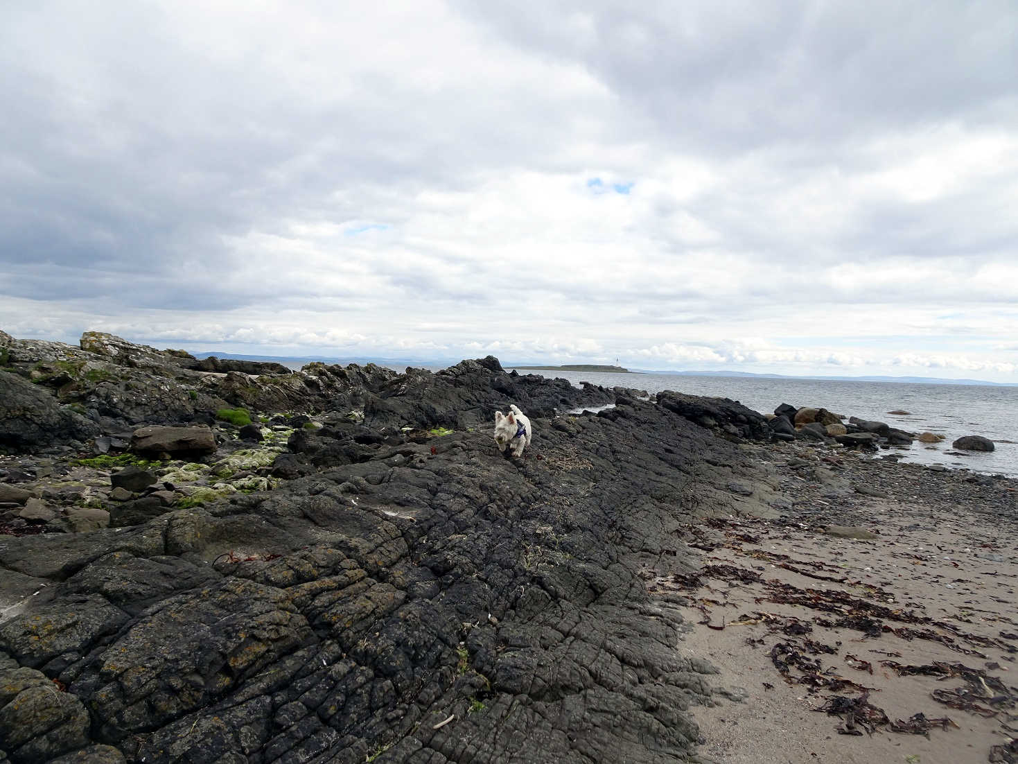 poppy the westie hunting otters