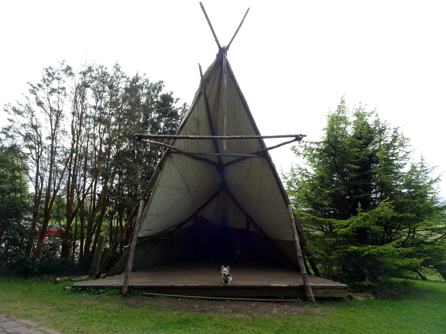 poppy the westie in teepee at kelburn