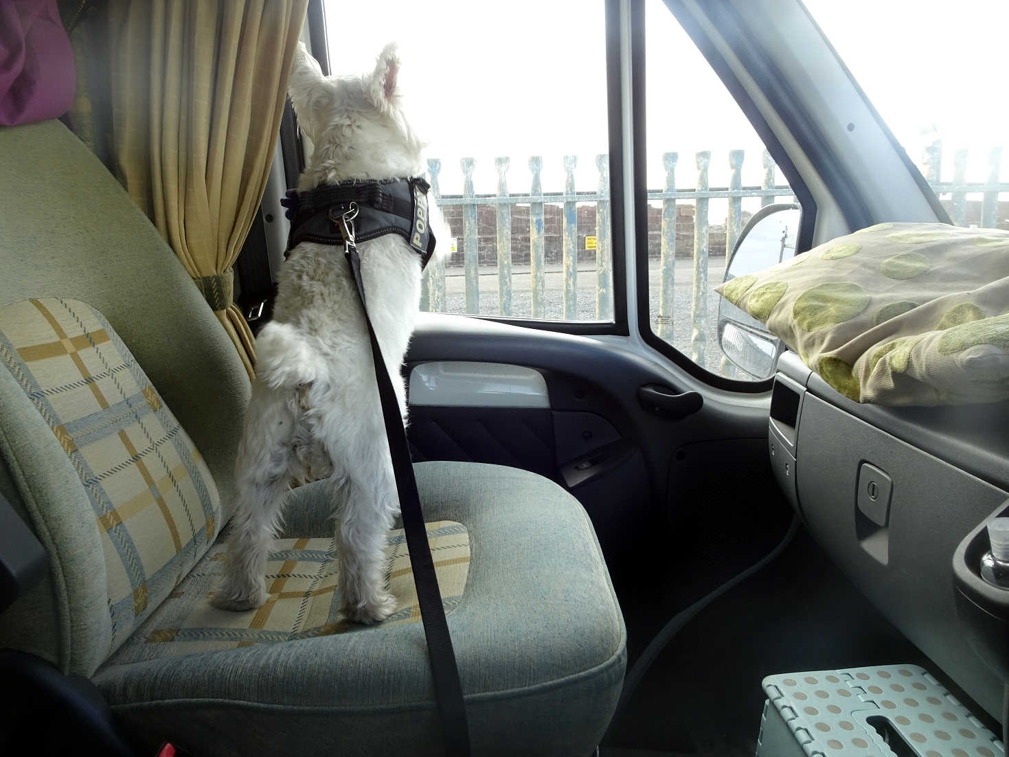 poppy the westie in the que for the arran ferry