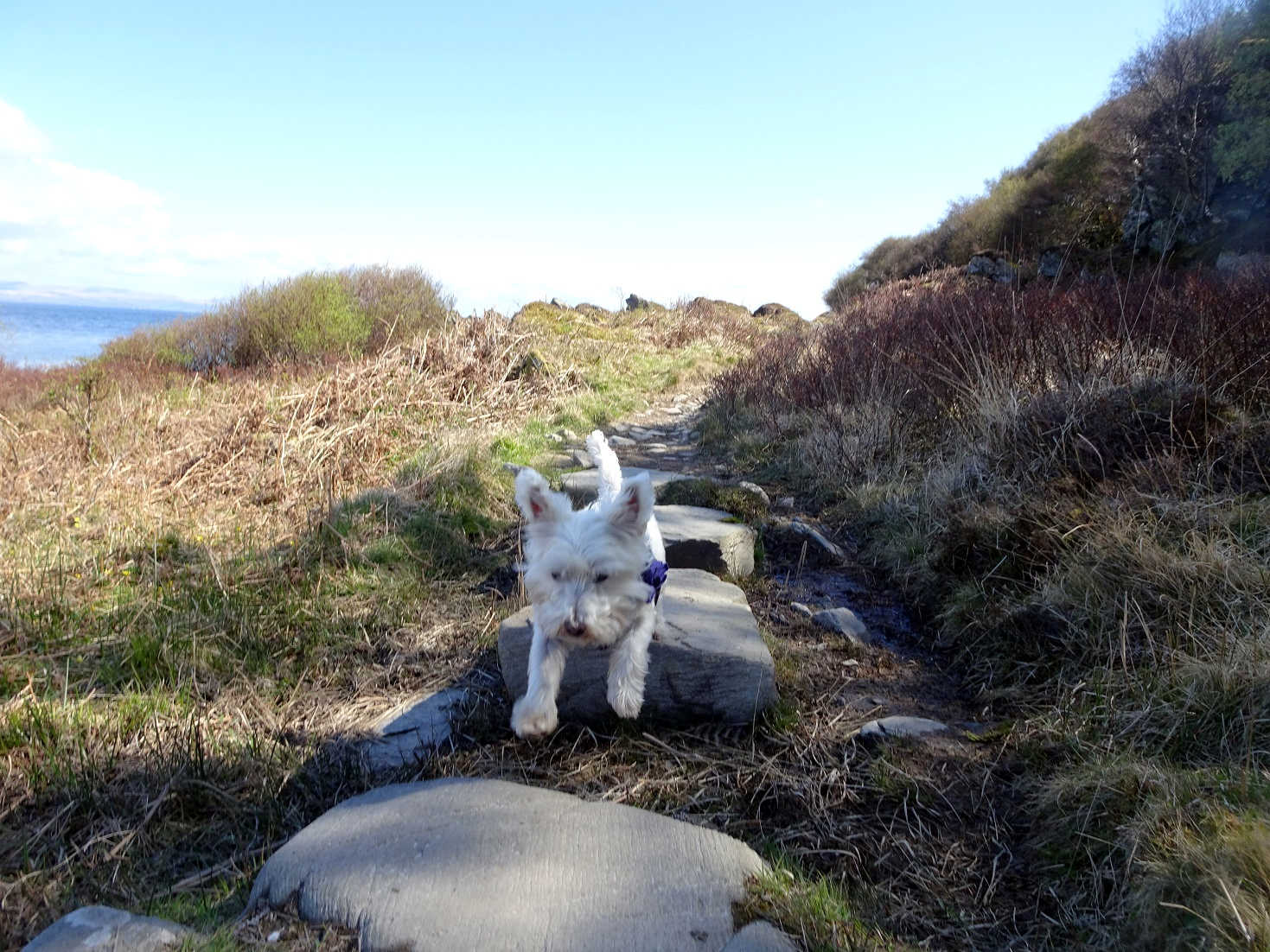 poppy the westie jumping stepping stones at Lochranza