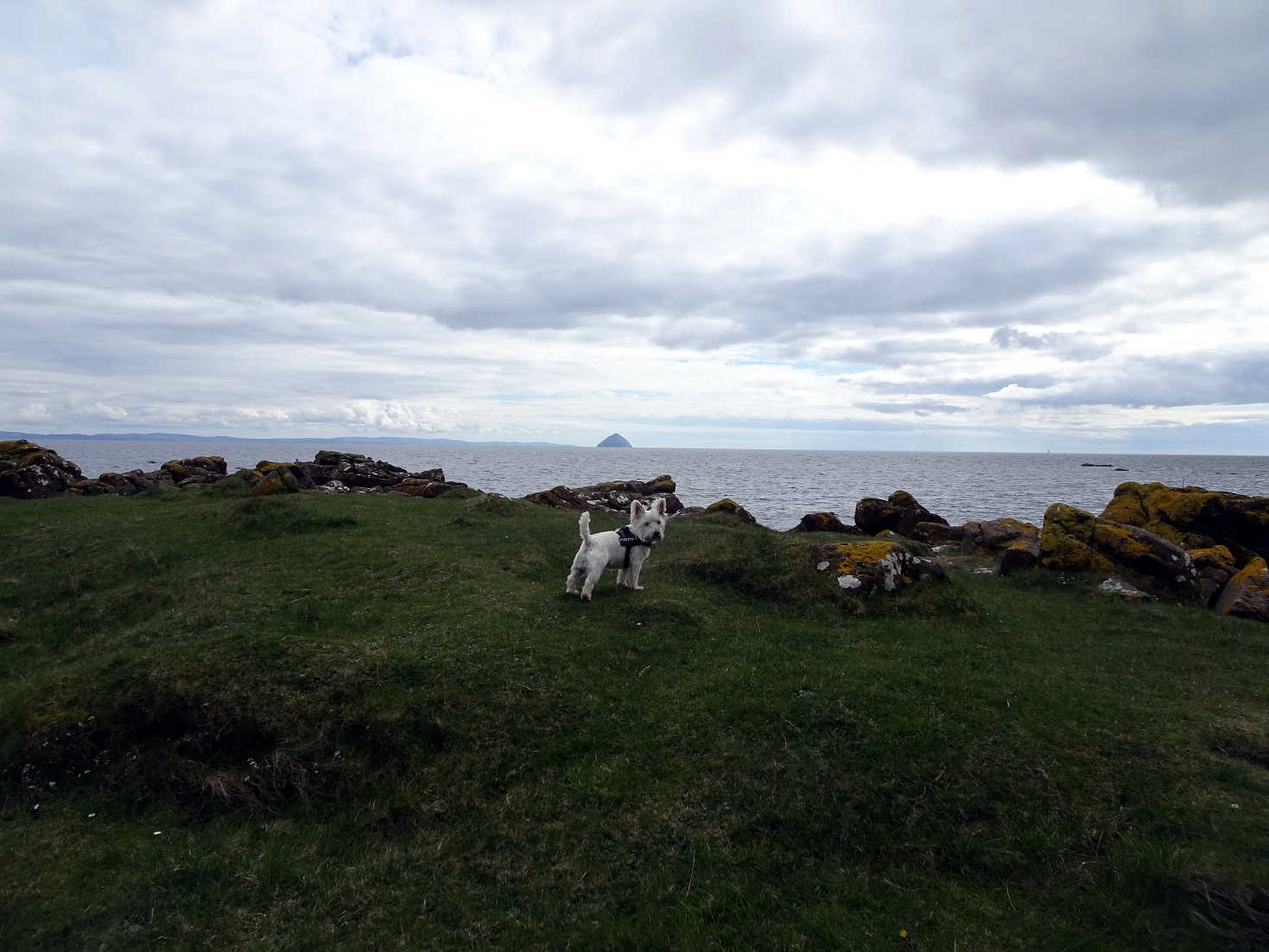 poppy the westie looking for seals at Kildonan