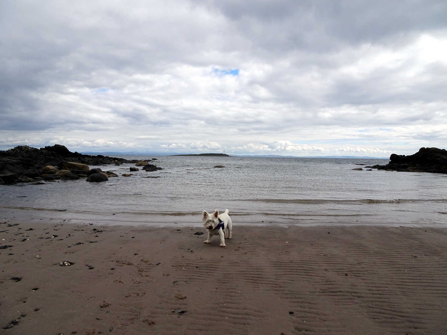 poppy the westie on an empty cove at Kildonan