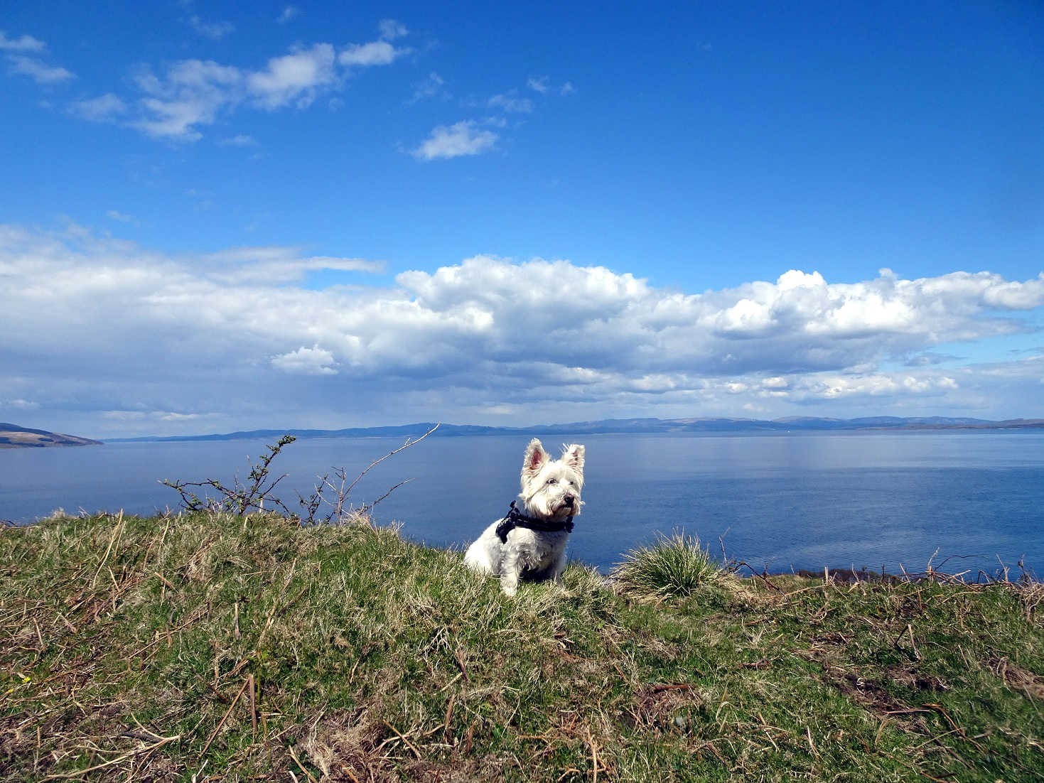 poppy the westie on arran with argyle and kintyre in background